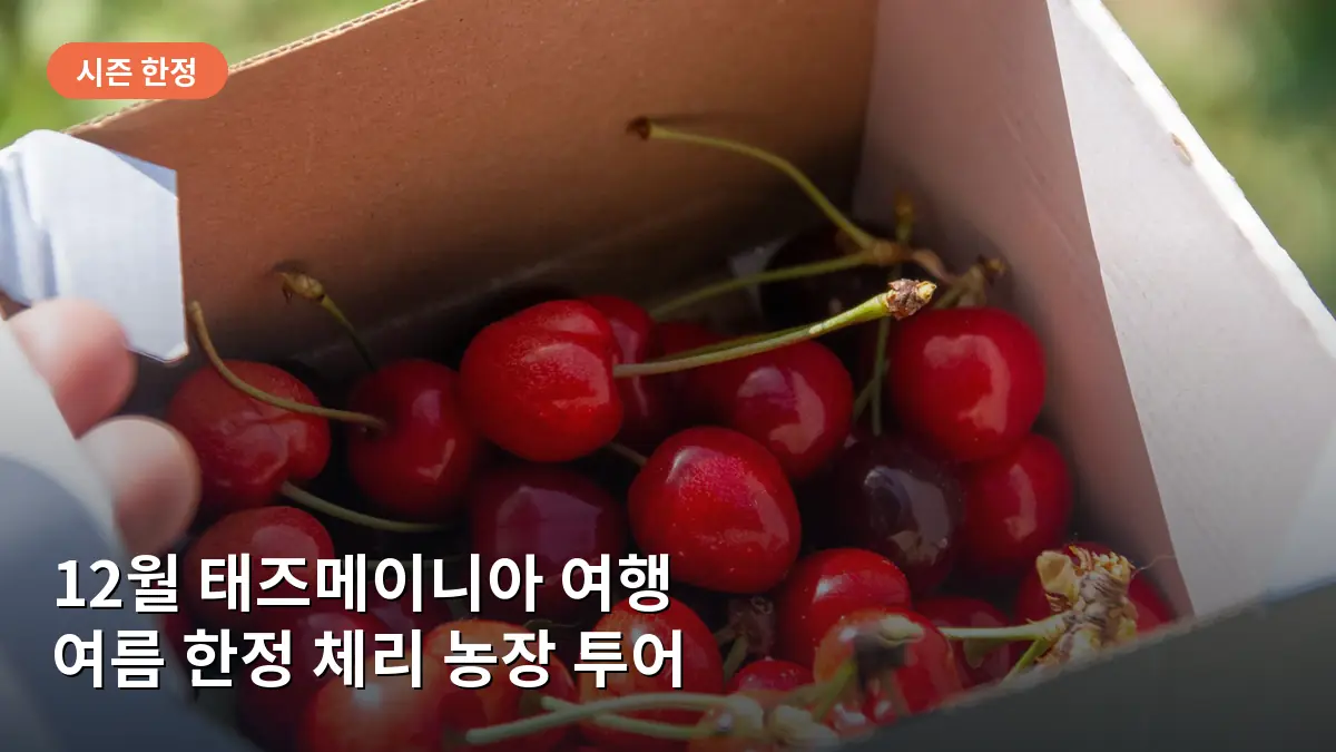 호주 태즈메이니아 여행, 12월 체리 따기 체험과 꼭 가야 할 명소 5곳