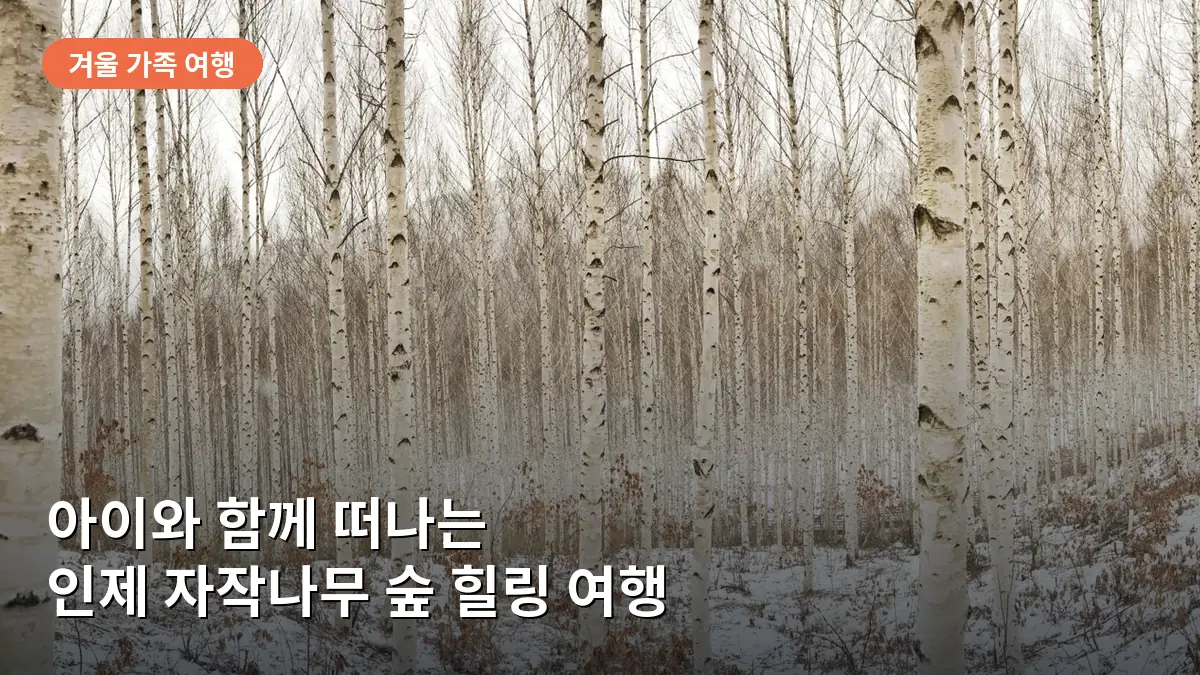 강원도 인제 겨울 가족 여행, 아이와 함께하는 2박 3일 자작나무 숲 힐링 코스